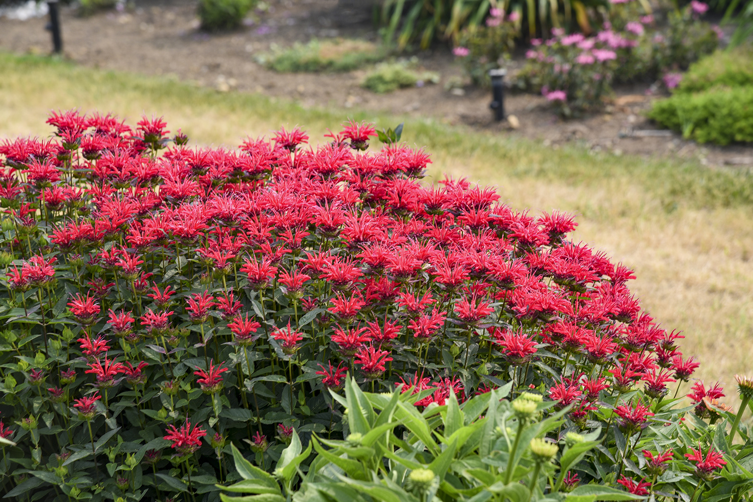 Monarda